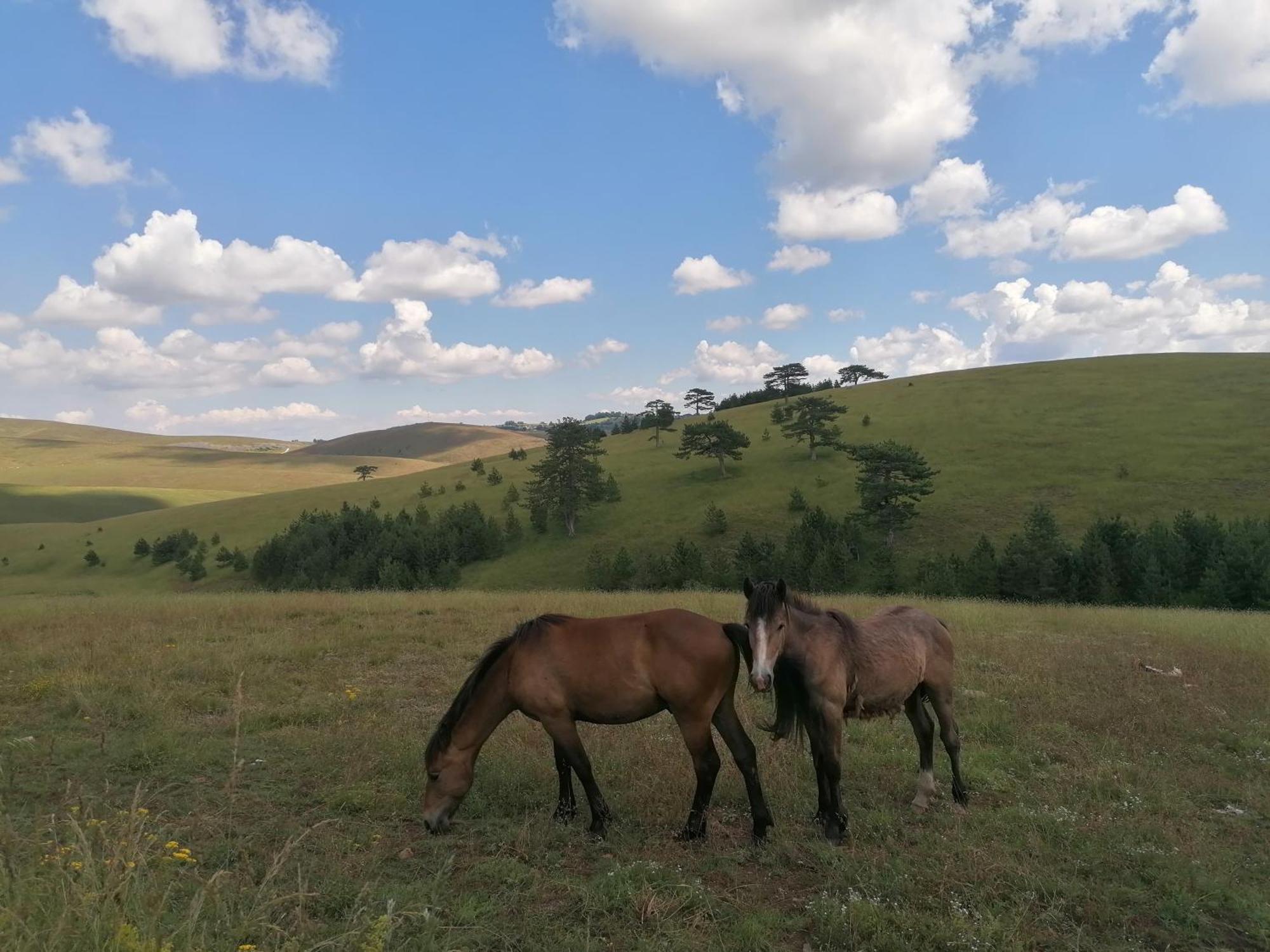 Вилла Zlatibor Brvnara Mir Экстерьер фото